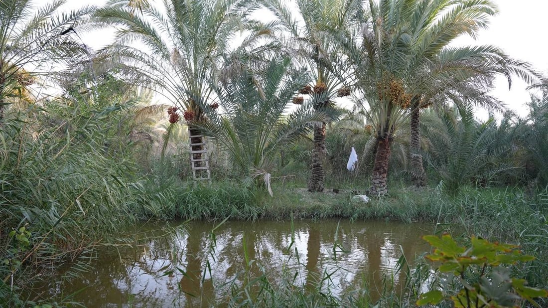 فيديو: موسم الرطب بلغ الذروة شمال البصرة ويسوق 10 أطنان يومياً