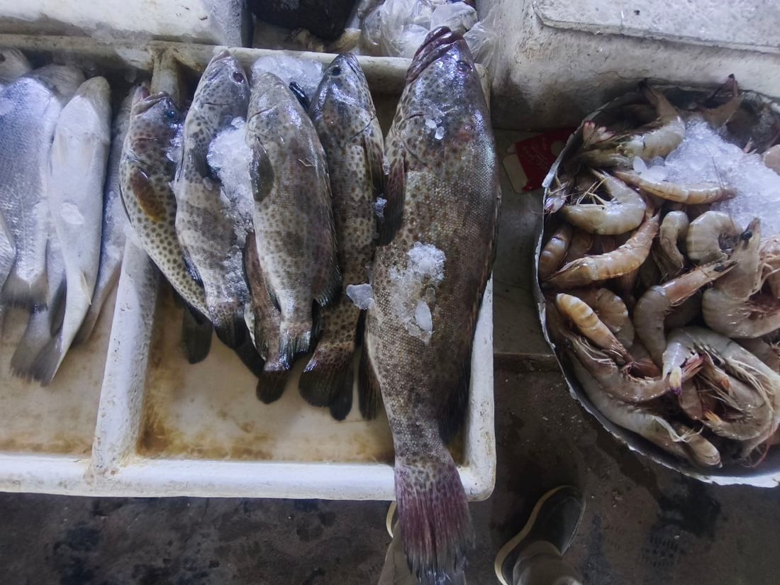 صور من مرسى الفاو: البحارة عادوا بأطنان من البياح والنويبي والروبيان