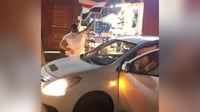 فيديو: 
