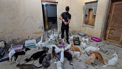 Nasiriyah man builds first animal refuge as rescues outgrow his shop