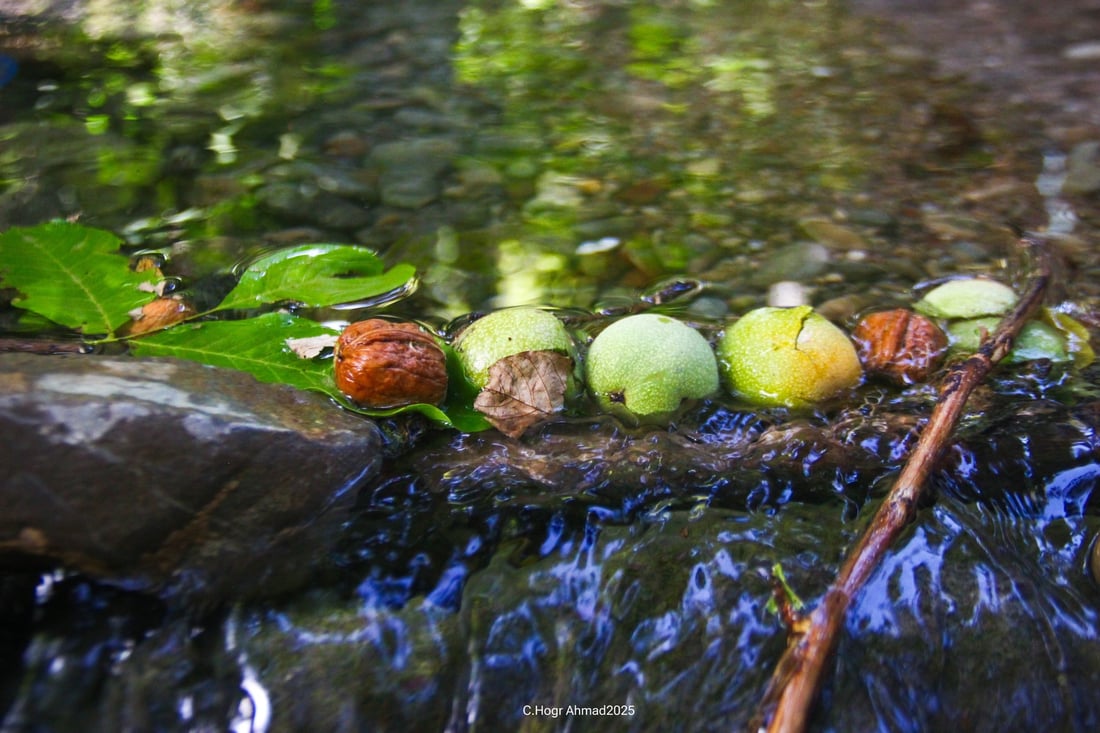 ده‌روێشه‌ نورانییه‌كه‌ى بیاره‌ تاقه‌تى شەنیاری گوێزى نه‌ماوه‌ و كه‌سێكی بۆ ئه‌و كاره‌ ئاماده‌ كردووه‌