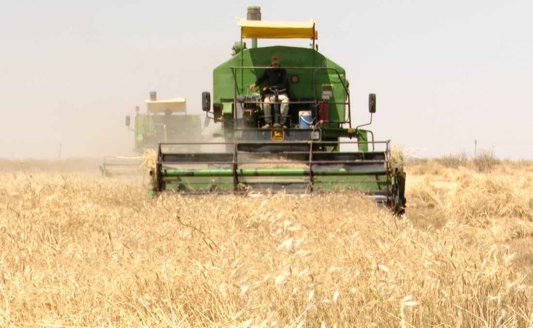 Iraq procures 3.2 million tons of wheat as season winds down in south