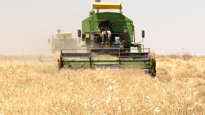 Iraq procures 3.2 million tons of wheat as season winds down in south