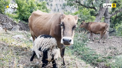 گۆلک و بەرخێک بێ یەکتری ناحەوێنەوە