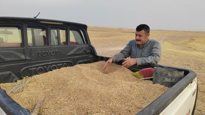 چل تۆن گەنمیان چاند و تەنیا دوو پیكابیان دروێنە كرد