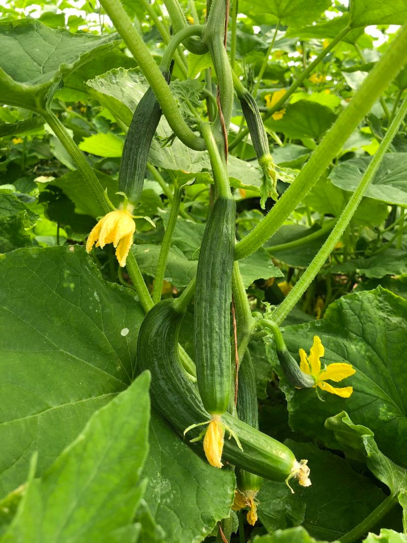 صور من داخل بيوت الخيار العراقي.. مذاقه حلو ورائحته شهية ولا مقارنة مع المستورد