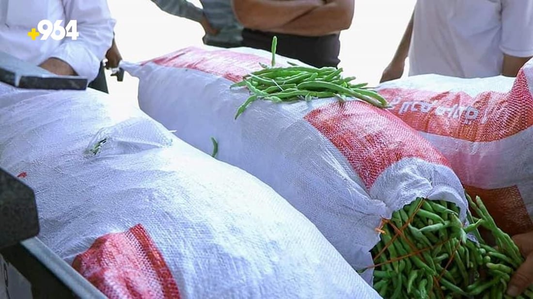 ته‌قته‌ق رۆژانه‌ 70 تۆن به‌رهه‌مى لۆبیاى هه‌بووه‌