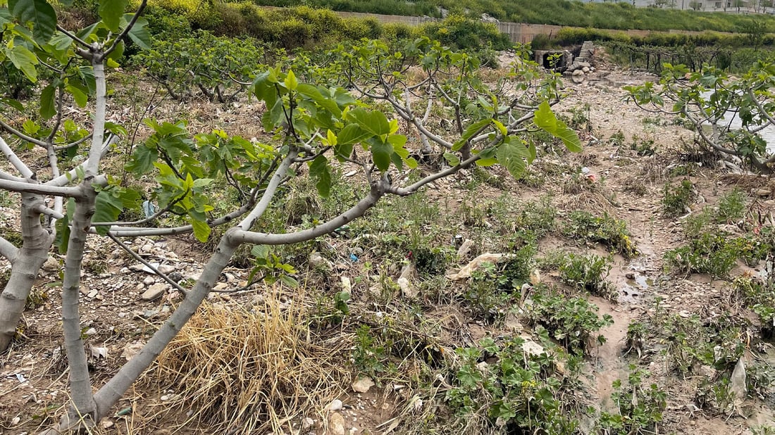 لە دهۆک لافاو زیانی زۆری بە رێگاوبان و کەرتی کشتوکاڵ گەیاندووە