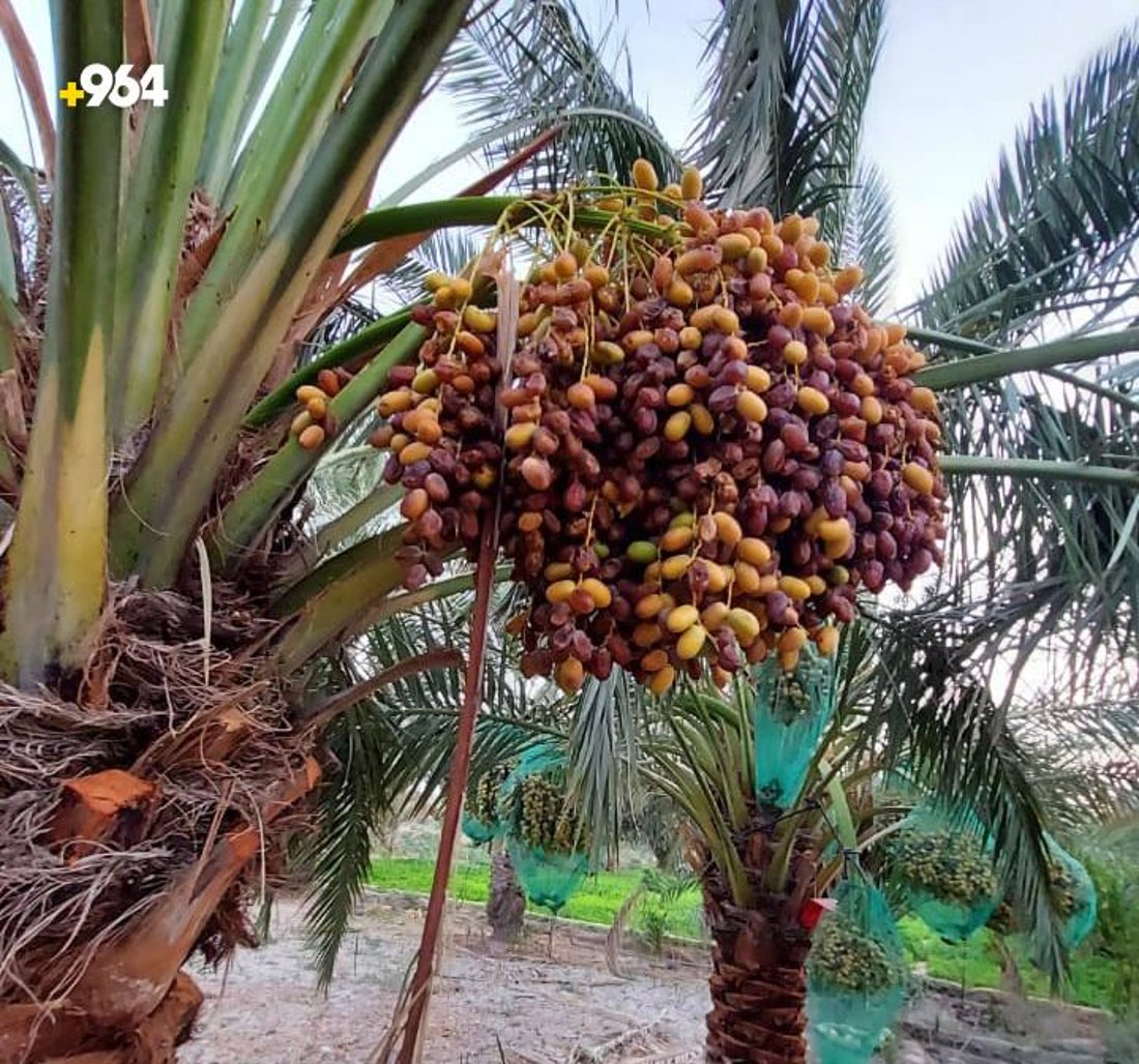 صور: گصاص النخيل بدأ في البصرة.. الخضراوي جاهز والبرحي ينضج في تشرين الأول