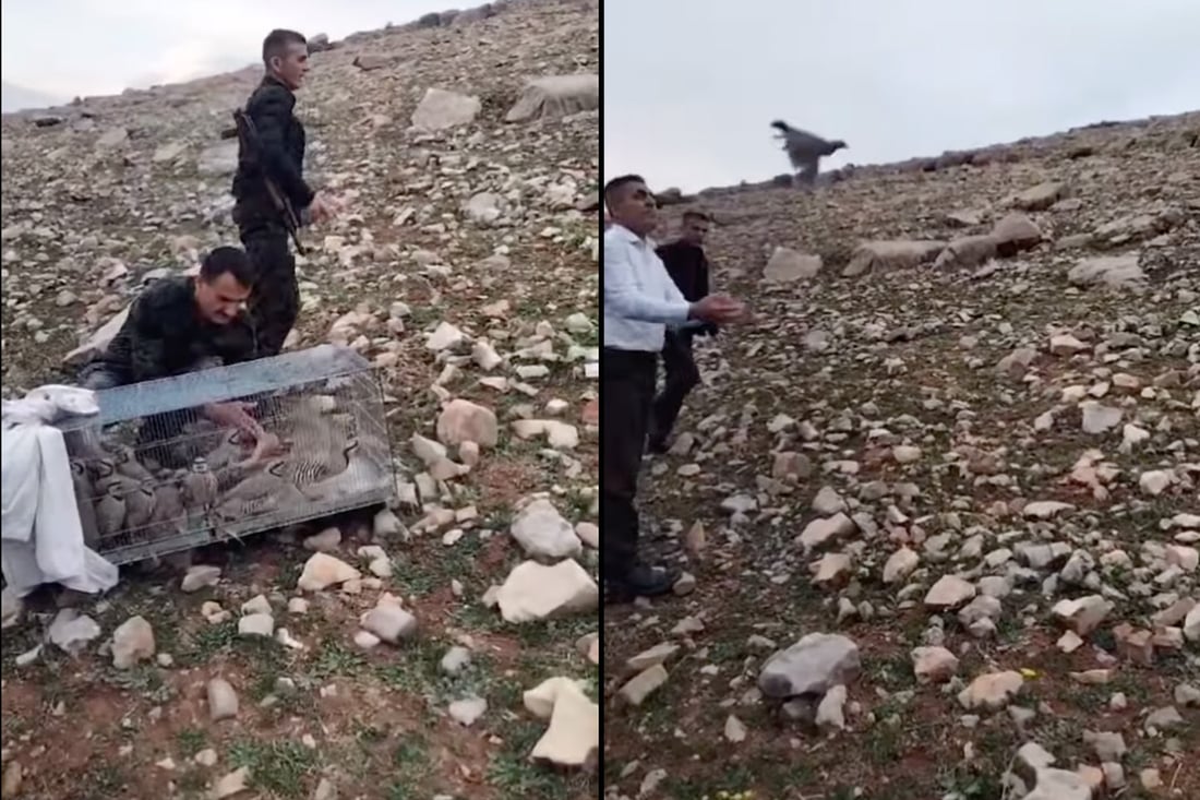 Dozens of captive partridges released into the wild in Raparin as part of poaching crackdown