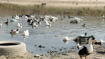 فيديو: طائر خضيري حر هجنه أهل الشامية.. “عليك الحسين” يا السوداني!