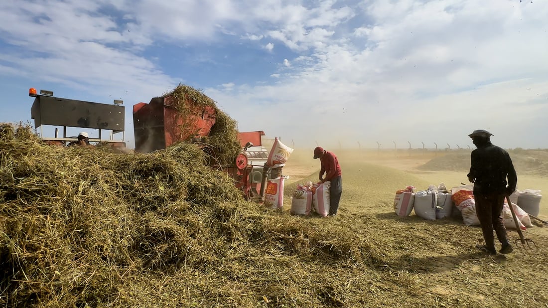 Mung bean farming makes comeback in Diyala as growers seek quick profits
