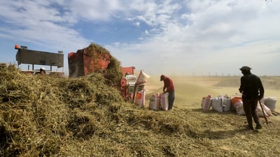 Mung bean farming makes comeback in Diyala as growers seek quick profits
