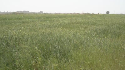 حقول الحنطة لن تنام في “رية الفطام”.. بابل على موعد مع محصول وفير