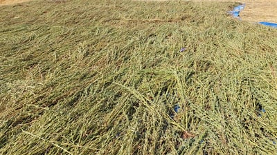 ئەمساڵ بەرهەمی کونجی لە پارێزگای دهۆک زیاتر دەبێت