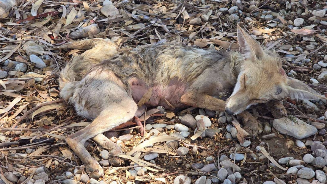 رێوییەکی نەخۆش تیمار کرا و بە سروشت شاد کرایەوە