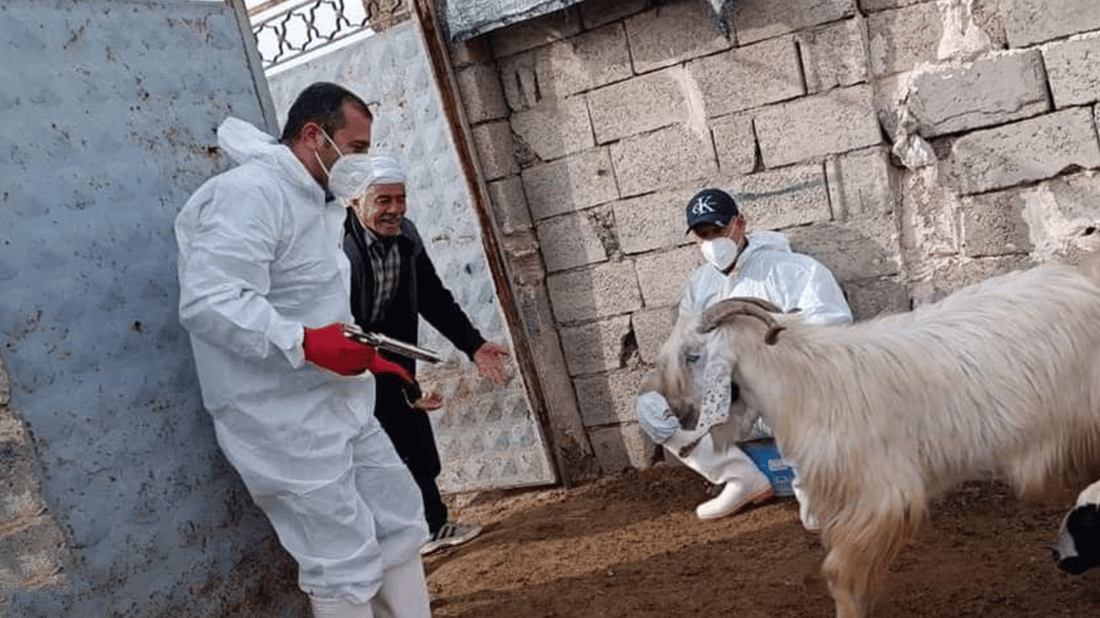 نەخۆشییەکی ترسناک لە دوزخورماتوو بڵاوبووەتەوە