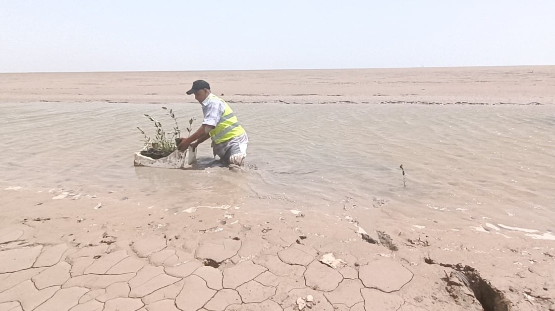 مشاهد “تبشّر بخير” من ساحل العراق البحري.. البذرة الأولى لغابات المانجروف المنتظرة