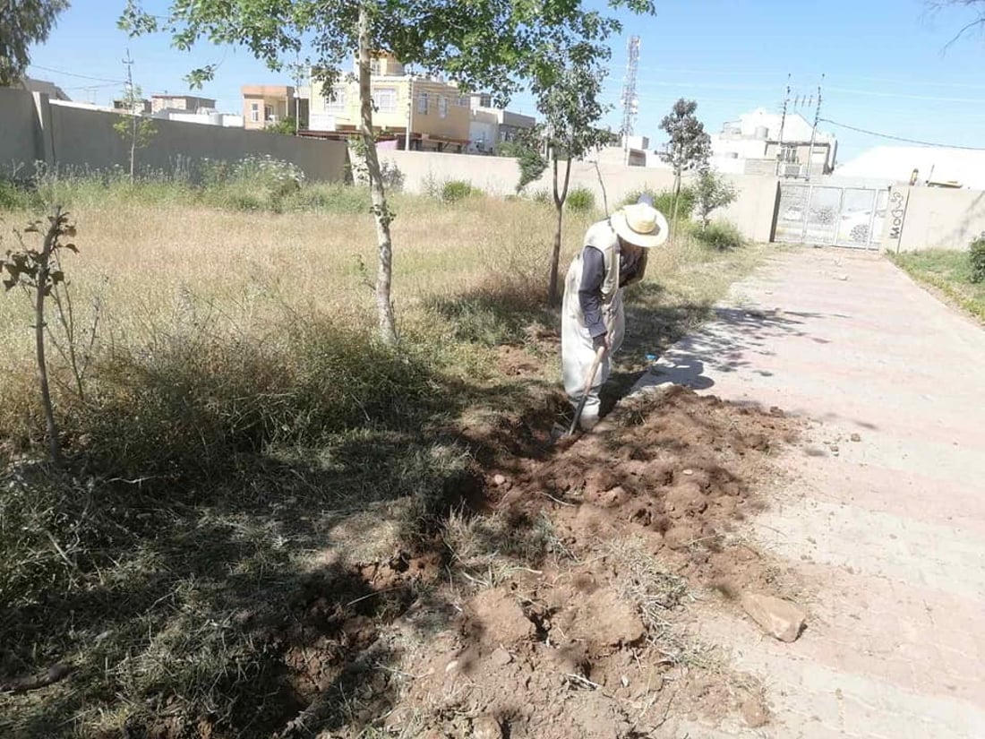 340 داری دەدۆنیا لە بنەسڵاوە چێندراون