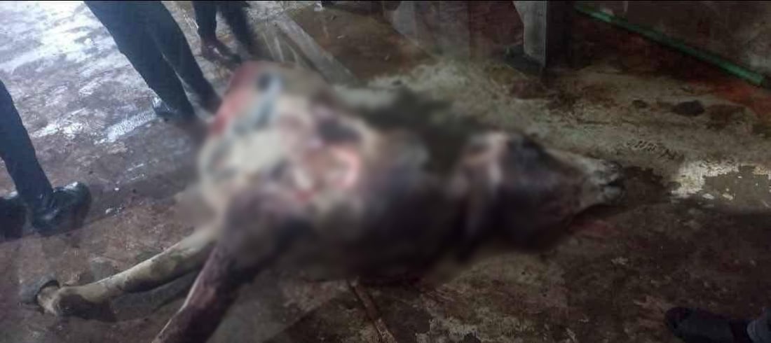 ماذا يأكل أهل بغداد!.. عصابة النعمانية تبيع العجول الميتة للعاصمة (صور مقززة)