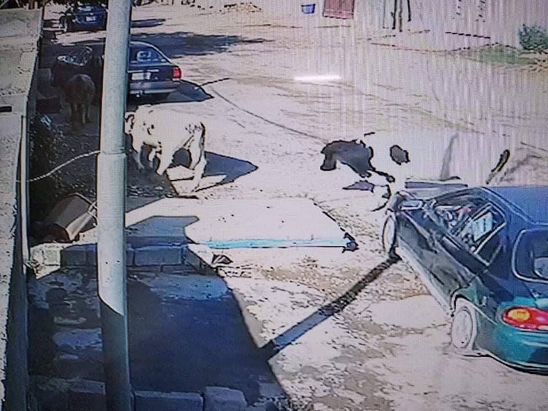 الخالص: أهالي “الزهراء” لا يتحملون أبقار “كشكين”.. تعبث بالنفايات وتخرب الحدائق