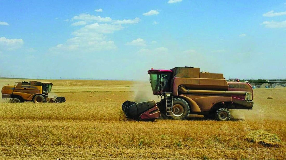 كركوك تنجح في زراعة 95% من خطة الحنطة الشتوية