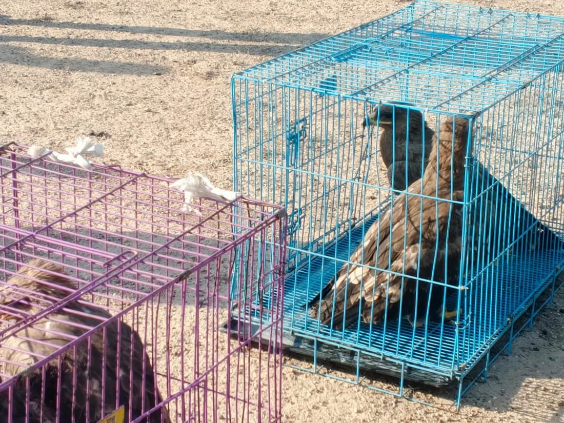 ضبط نسور نادرة في سوق الغزل وإطلاقها في سماء الأنبار (فيديو)