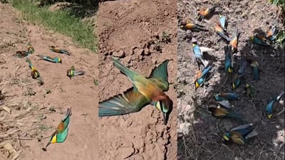 Kurdistan Region beekeepers, environmentalists condemn killing of bee-eaters near hives