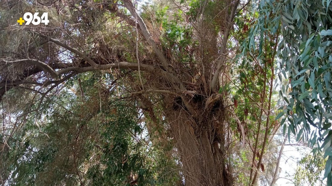 صور: طويريج تضع حراساً على 75 شجرة معمرة لحمايتها من الحطابين