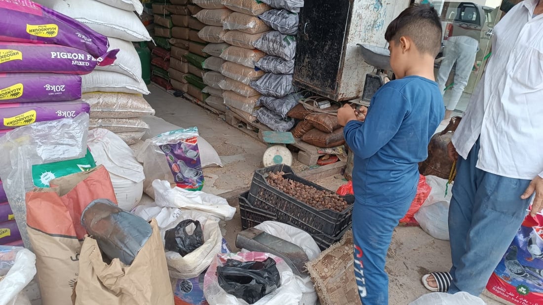 أعلاف البصرة من الكوت وزاخو و”المطيرجية” يحركون السوق.. أسعار أبو الخصيب اليوم