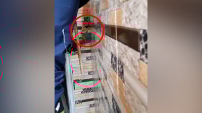 فيديو: مواطن نجفي يستنجد بالدفاع المدني لإنقاذ قطة علقت بالجدار وأمها تطلب النجدة
