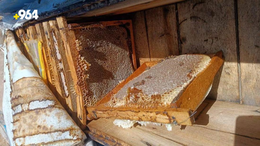 Paralysis virus afflicts bee populations in northeastern Duhok