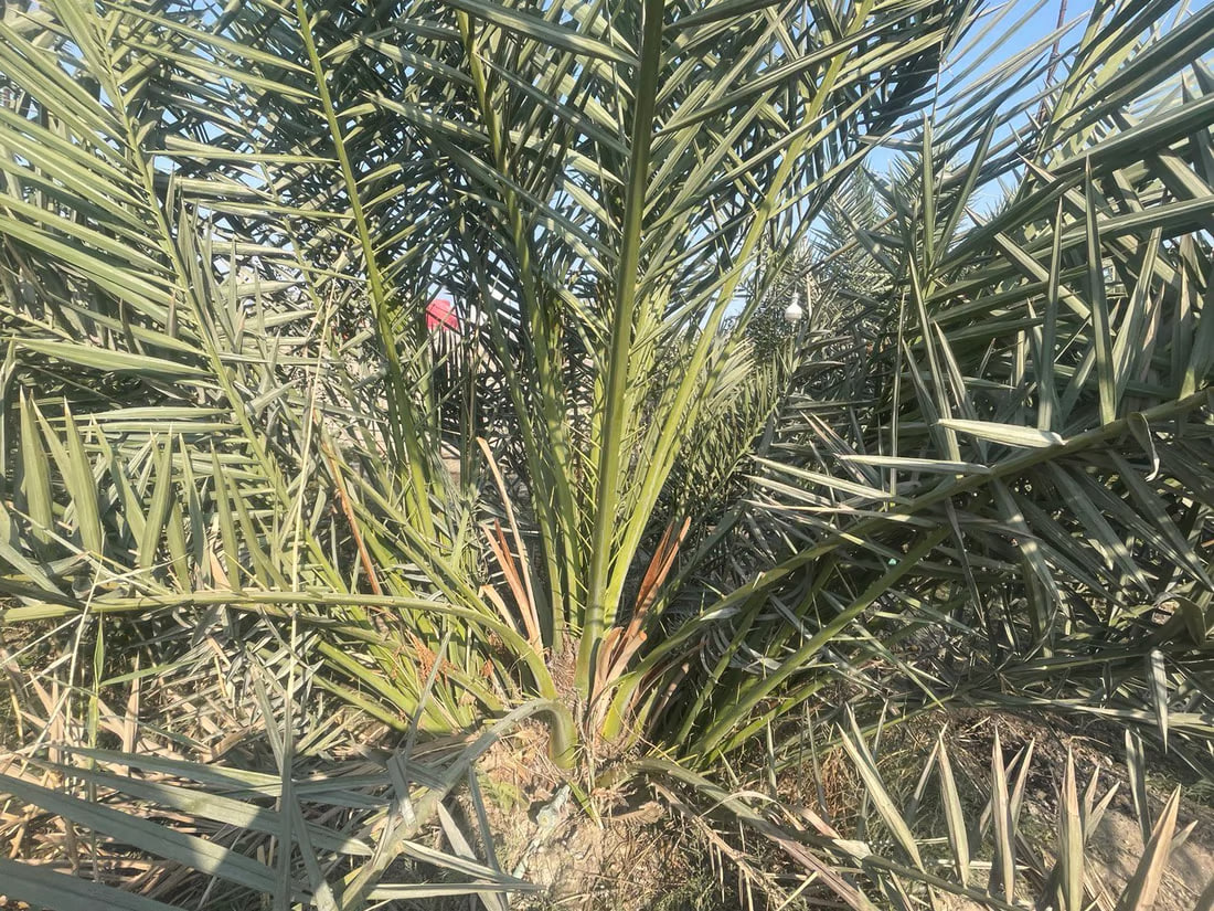 Early blossoms in Basra palms raise hopes for fruitful season, water supply remains key