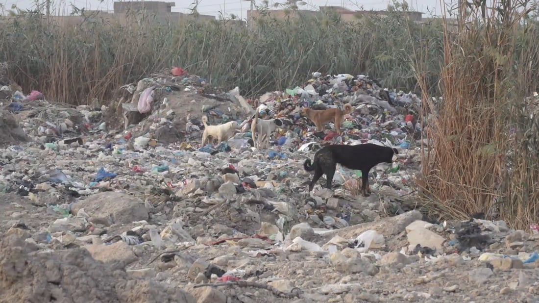 بابل تريد صياداً و”خراطيش” لمكافحة الكلاب السائبة.. والبيطرة “ترعى ولا تقتل”