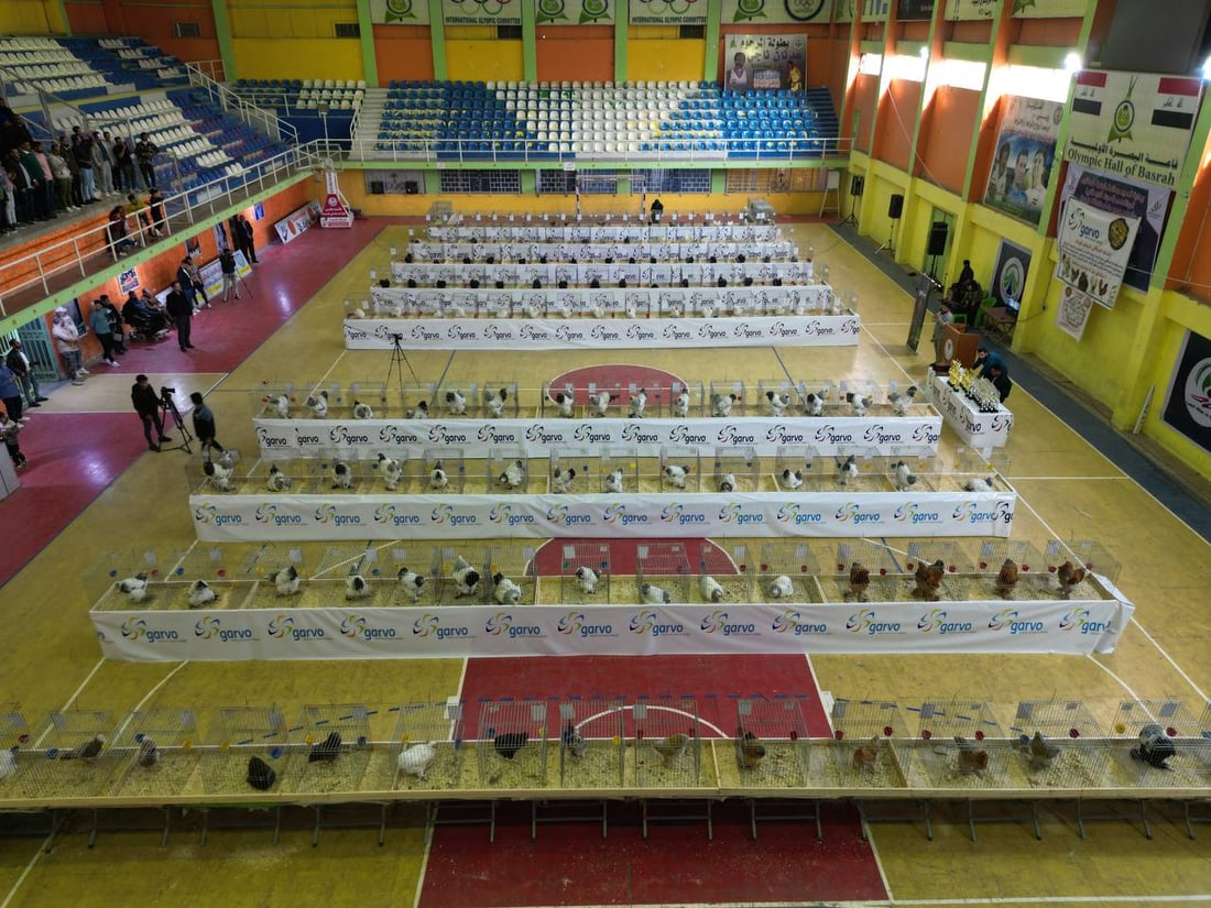 صور: دجاجة بصراوية وديك أربيلي أجمل طيرين في العراق.. مسابقة بإشراف تركي