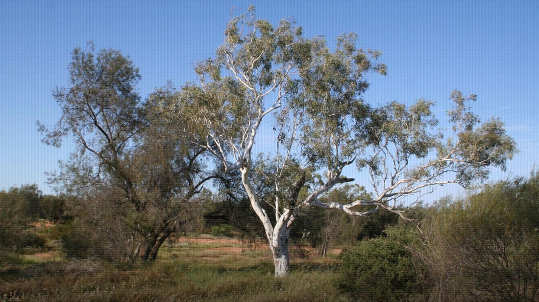 Raperin environment directorate advocates for Eucalyptus trees in Kurdistan