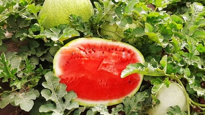 پردێ، كانگاى به‌رهه‌مهێنانى شووتییه‌ و له‌ بازاڕه‌كه‌شیدا گرانه‌