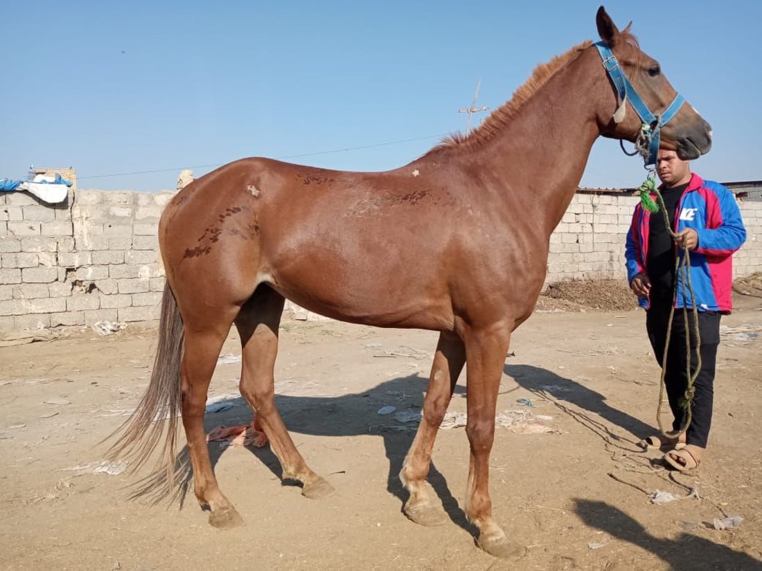 صور وإحصاء جديد: بابل بلا خيول عربية.. كلها مصرية أو إيرانية!