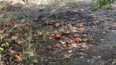 بەهۆی کەمئاوی سەدان دار هەنار لە گوندەکانی زاخۆ لەناوچوون