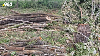 داربڕێک دەستگیرکرا