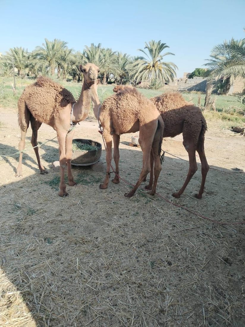 قفزة في بورصة المواشي: “قيمة” المشخاب تطبخ بلحم “العجل الفريزي” والجمال (صور)