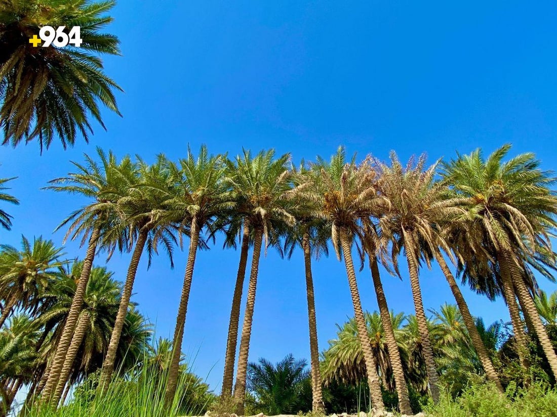 صور من القائم: موسم “طبخ التمر” انتهى.. حان الوقت لصناعة الدبس والتحضير للمدكوكة