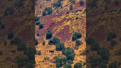 بەهۆی روداوێکی هاتوچۆ کچێکی 18 ساڵان گیانی لەدەستدا