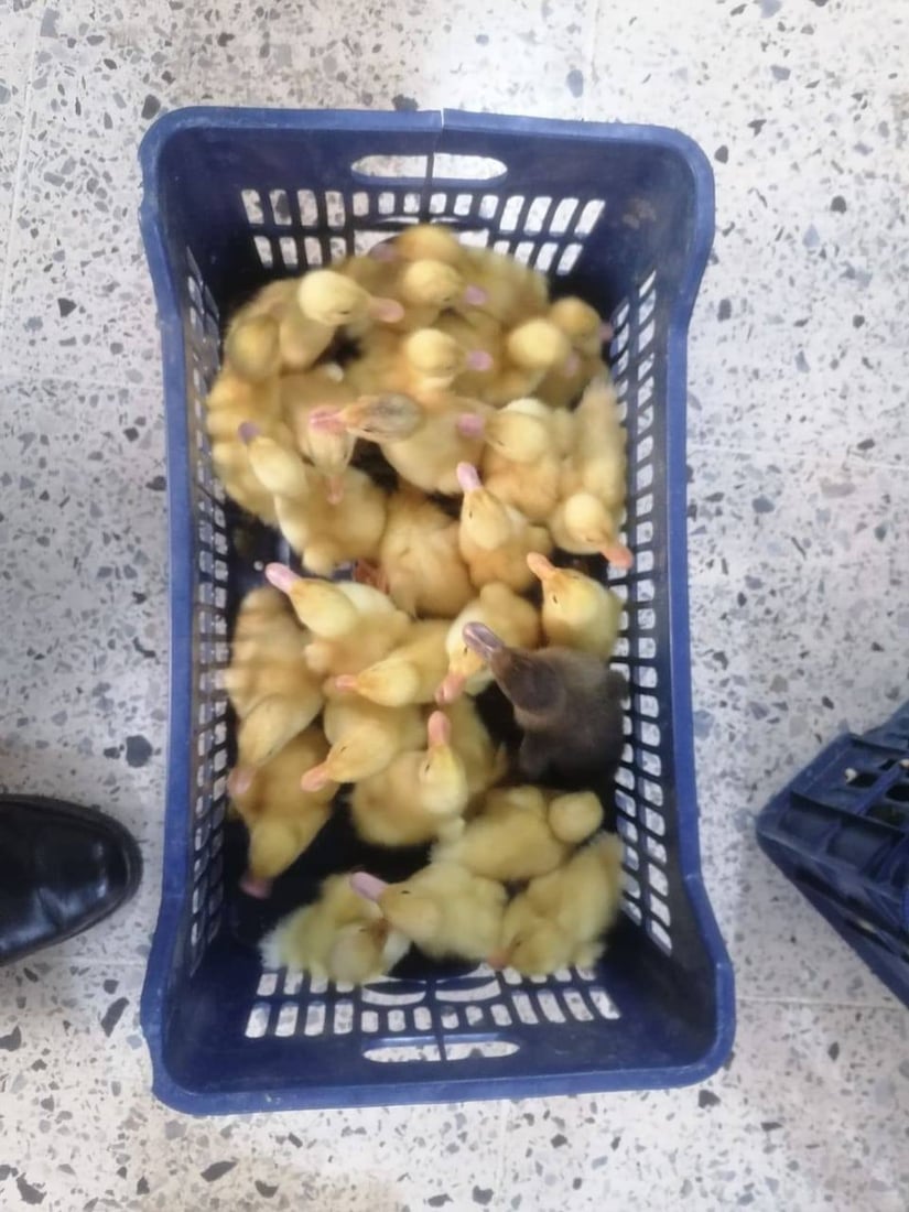 دوو کەس رەحمیان بە بێچووی باڵندەکانیش نەکرد؛ دەستگیر کران