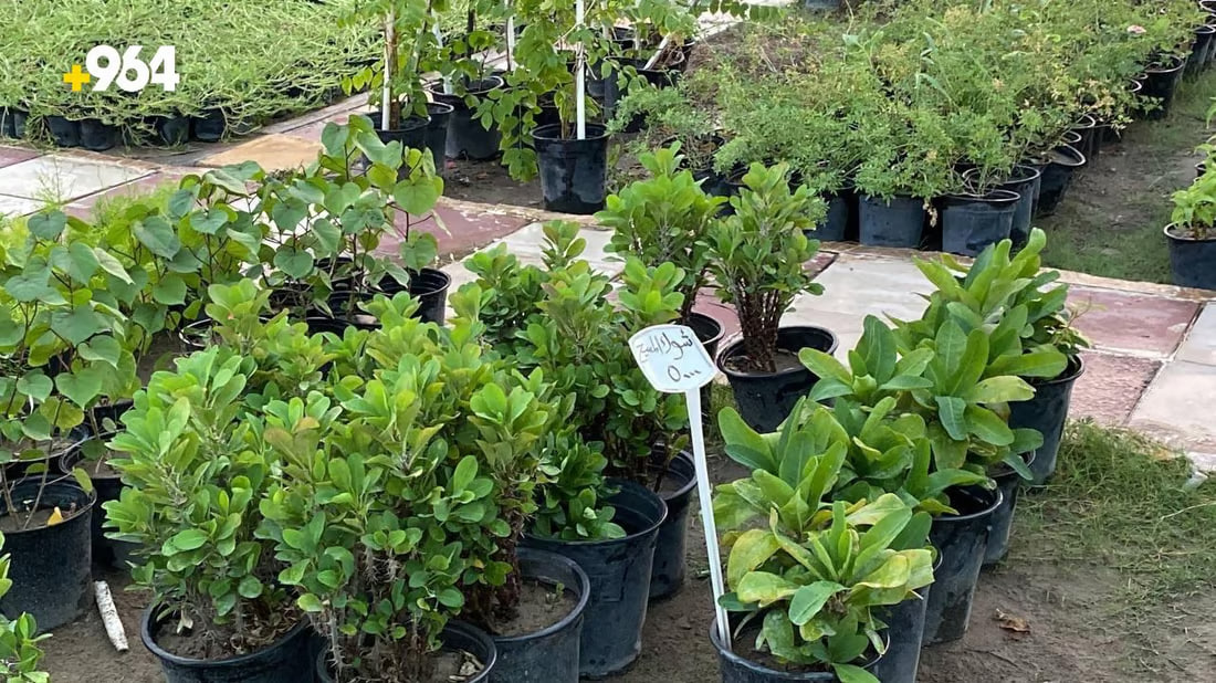 964mediaصورة من منصة (شبكة): 