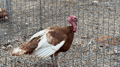 پەلەوەری خۆماڵی تەقلەی بە مریشکی سپی لێداوە