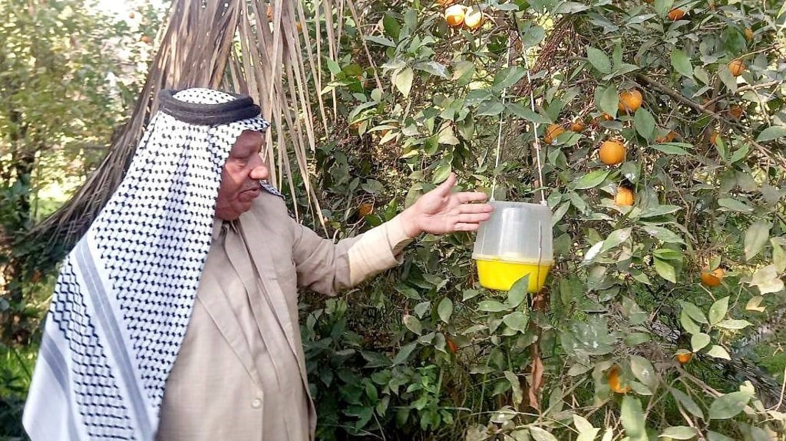 تهاجم بلا رحمة ولا حلول.. بساتين كربلاء تستغيث من “الذبابة الملعونة” (صور)