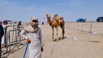 قادمون أيتها السعودية.. إبل العراق تجري في الصحراء وفازت الديوانية (فيديو)