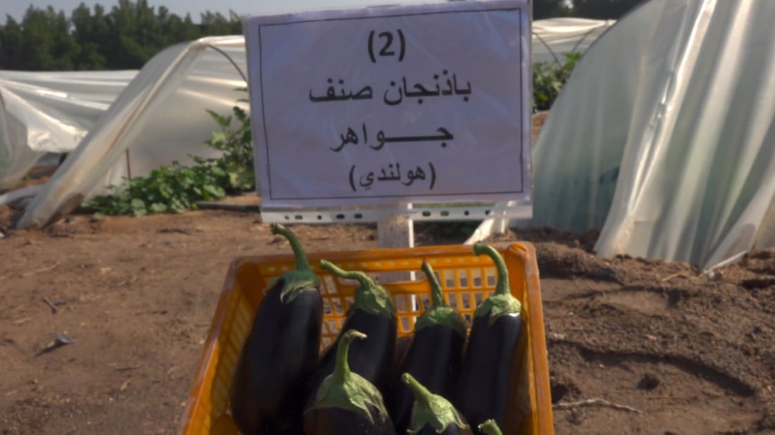 له‌ بیابانی به‌سڕه‌ پێنج جۆر باینجان پێگەیشت