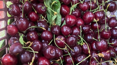 گێلاسی دهۆک پێگەیشت و بەتامە شیرینەکەی بەناوبانگە